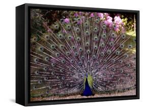 Peacock Showing off His Feathers at the Claremont Landscape Garden, Surrey, July 1986-null-Framed Stretched Canvas