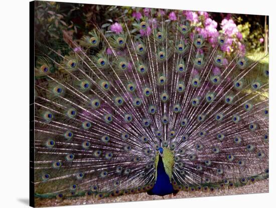 Peacock Showing off His Feathers at the Claremont Landscape Garden, Surrey, July 1986-null-Stretched Canvas