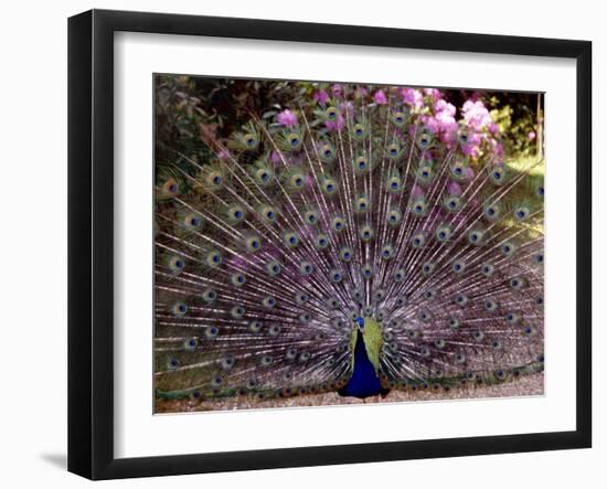 Peacock Showing off His Feathers at the Claremont Landscape Garden, Surrey, July 1986-null-Framed Premium Photographic Print