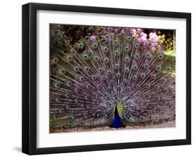 Peacock Showing off His Feathers at the Claremont Landscape Garden, Surrey, July 1986-null-Framed Premium Photographic Print