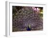 Peacock Showing off His Feathers at the Claremont Landscape Garden, Surrey, July 1986-null-Framed Premium Photographic Print