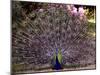 Peacock Showing off His Feathers at the Claremont Landscape Garden, Surrey, July 1986-null-Mounted Premium Photographic Print