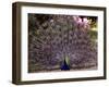 Peacock Showing off His Feathers at the Claremont Landscape Garden, Surrey, July 1986-null-Framed Photographic Print