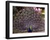 Peacock Showing off His Feathers at the Claremont Landscape Garden, Surrey, July 1986-null-Framed Photographic Print