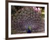 Peacock Showing off His Feathers at the Claremont Landscape Garden, Surrey, July 1986-null-Framed Photographic Print