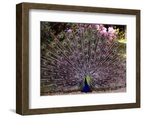 Peacock Showing off His Feathers at the Claremont Landscape Garden, Surrey, July 1986-null-Framed Photographic Print