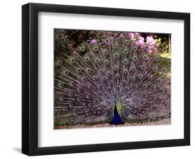 Peacock Showing off His Feathers at the Claremont Landscape Garden, Surrey, July 1986-null-Framed Photographic Print