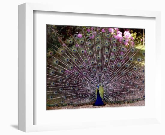 Peacock Showing off His Feathers at the Claremont Landscape Garden, Surrey, July 1986-null-Framed Photographic Print