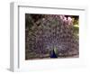 Peacock Showing off His Feathers at the Claremont Landscape Garden, Surrey, July 1986-null-Framed Photographic Print