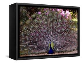 Peacock Showing off His Feathers at the Claremont Landscape Garden, Surrey, July 1986-null-Framed Stretched Canvas