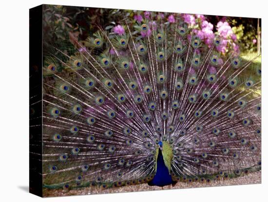 Peacock Showing off His Feathers at the Claremont Landscape Garden, Surrey, July 1986-null-Stretched Canvas