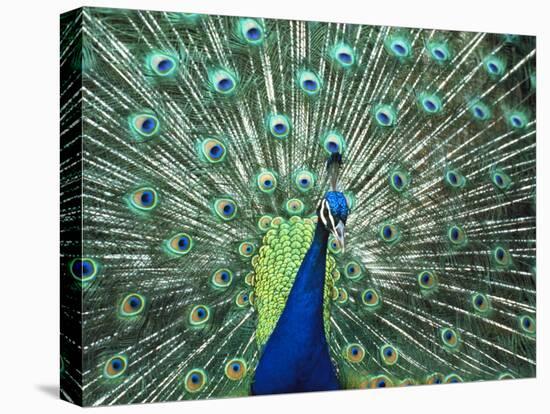 Peacock Spreading Colorful Feathers-Bill Bachmann-Stretched Canvas