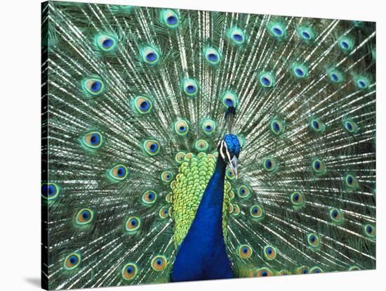 Peacock Spreading Colorful Feathers-Bill Bachmann-Stretched Canvas