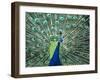 Peacock Spreading Colorful Feathers-Bill Bachmann-Framed Premium Photographic Print