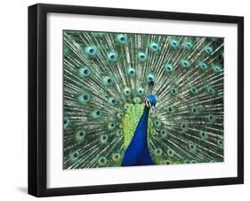 Peacock Spreading Colorful Feathers-Bill Bachmann-Framed Premium Photographic Print