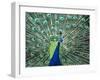 Peacock Spreading Colorful Feathers-Bill Bachmann-Framed Premium Photographic Print