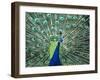 Peacock Spreading Colorful Feathers-Bill Bachmann-Framed Photographic Print