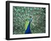 Peacock Spreading Colorful Feathers-Bill Bachmann-Framed Photographic Print