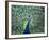 Peacock Spreading Colorful Feathers-Bill Bachmann-Framed Photographic Print