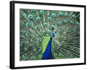 Peacock Spreading Colorful Feathers-Bill Bachmann-Framed Photographic Print