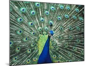 Peacock Spreading Colorful Feathers-Bill Bachmann-Mounted Photographic Print