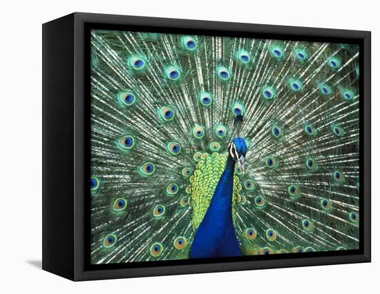 Peacock Spreading Colorful Feathers-Bill Bachmann-Framed Stretched Canvas