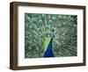 Peacock Spreading Colorful Feathers-Bill Bachmann-Framed Photographic Print