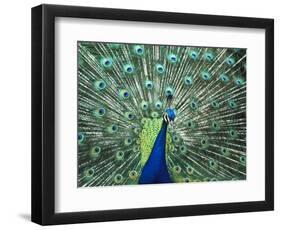 Peacock Spreading Colorful Feathers-Bill Bachmann-Framed Photographic Print