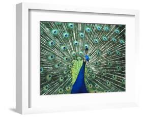 Peacock Spreading Colorful Feathers-Bill Bachmann-Framed Photographic Print