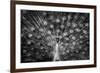 Peacock Spreading Feather Black White-null-Framed Photo