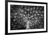 Peacock Spreading Feather Black White-null-Framed Photo