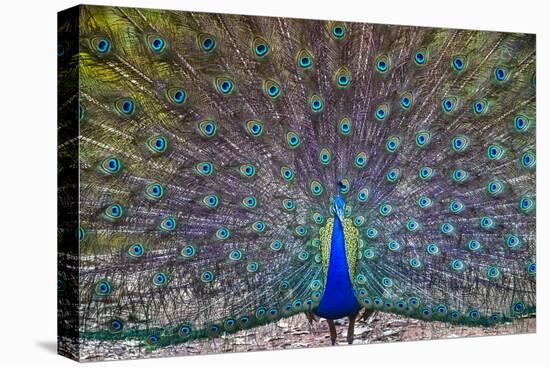Peacock spreading tail, India-Panoramic Images-Stretched Canvas