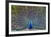 Peacock spreading tail, India-Panoramic Images-Framed Photographic Print