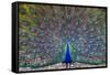 Peacock spreading tail, India-Panoramic Images-Framed Stretched Canvas