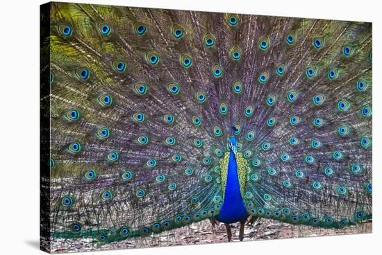 Peacock spreading tail, India-Panoramic Images-Stretched Canvas
