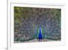 Peacock spreading tail, India-Panoramic Images-Framed Photographic Print