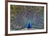 Peacock spreading tail, India-Panoramic Images-Framed Photographic Print