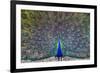 Peacock spreading tail, India-Panoramic Images-Framed Photographic Print