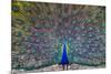 Peacock spreading tail, India-Panoramic Images-Mounted Photographic Print