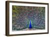 Peacock spreading tail, India-Panoramic Images-Framed Photographic Print