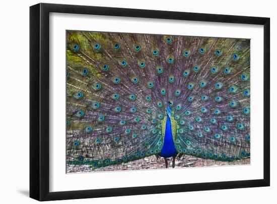 Peacock spreading tail, India-Panoramic Images-Framed Photographic Print