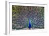 Peacock spreading tail, India-Panoramic Images-Framed Photographic Print