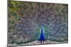 Peacock spreading tail, India-Panoramic Images-Mounted Photographic Print