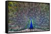 Peacock spreading tail, India-Panoramic Images-Framed Stretched Canvas