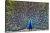 Peacock spreading tail, India-Panoramic Images-Stretched Canvas