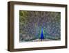 Peacock spreading tail, India-Panoramic Images-Framed Photographic Print