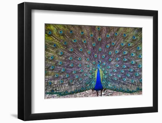 Peacock spreading tail, India-Panoramic Images-Framed Photographic Print