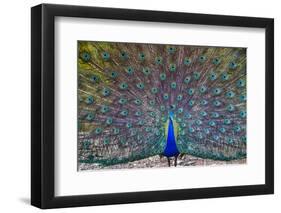 Peacock spreading tail, India-Panoramic Images-Framed Photographic Print