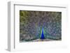 Peacock spreading tail, India-Panoramic Images-Framed Photographic Print