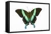 Peacock Swallowtailed Butterfly Papilio Blumei Study Against White Background-Darrell Gulin-Framed Stretched Canvas